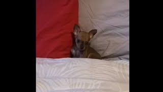 Cute Tiny Puppy Climbing Up The Stairs To Jump Into Mama's Bed