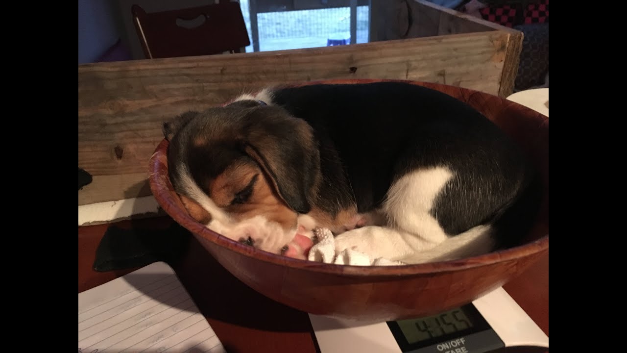 Beagle Puppies Big Bro Jump