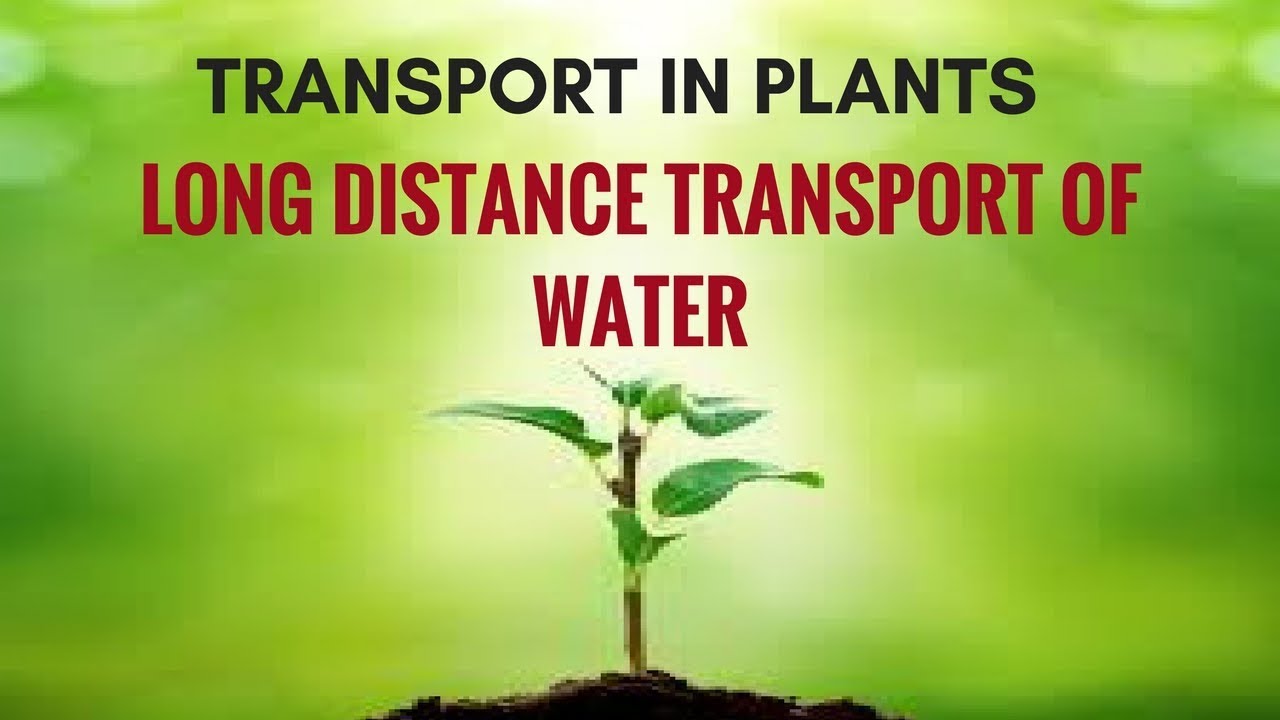 Transport in Plants Long Distance Transport of Water YouTube