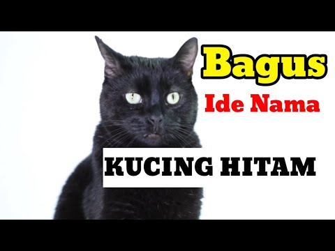 Video: Nama Keren untuk Kucing Hitam Anda