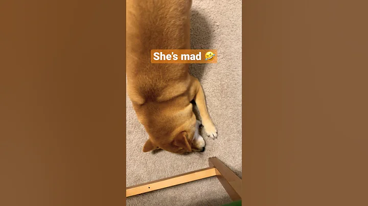 Angry doggo 🤣#shorts #cutedog #dog #shibainu #cuteanimals #dogshorts #shiba #cute #puppy