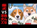 柴犬VSクセが強い洋犬ズ 世界の終わりに柴犬と