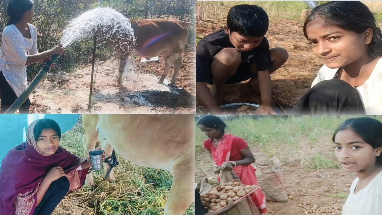 गाय माता को स्नान कर दिए, सुबह-सुबह गौ माता का दूध  #trending #villagerlifestyle @ChandaFamilyVlog 