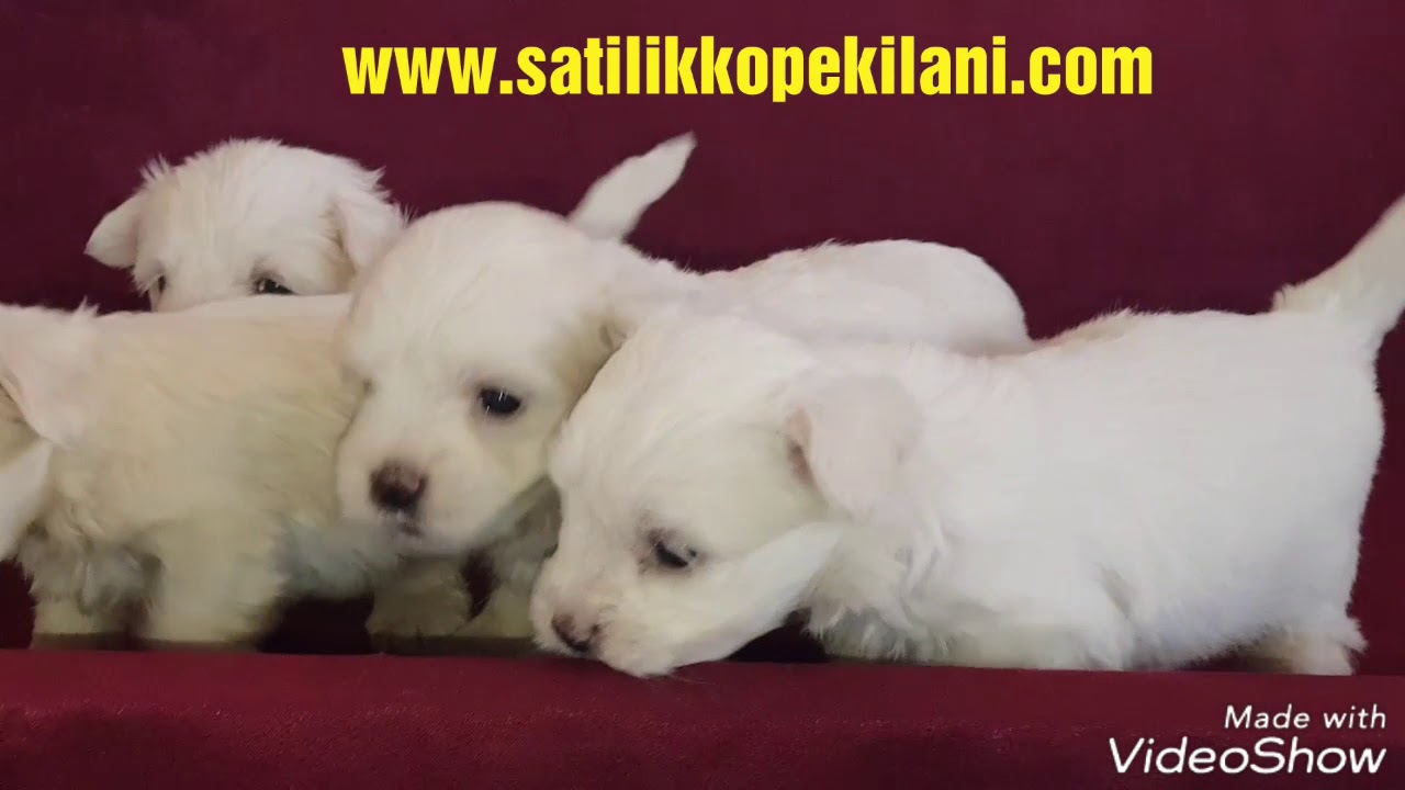 Maltes Terrier Yavru Ilanlari Ve Maltese Terrier Yavru Fiyatlari Icin Bizlere Ulasabilirsiniz