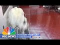 Dairy Farmers Forced To Dump Milk Say It’s ‘Devastating’ | NBC News NOW