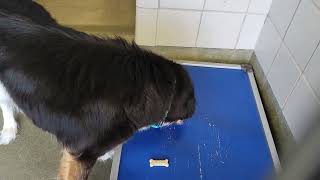 acs A673437