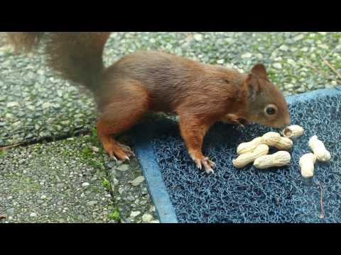 Video: Hoe Gemakkelijk Het Is Om Een eekhoorn Met Een Noot In Fasen Te Tekenen