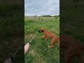 boxer puppy touch training at 3 months on