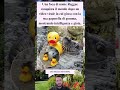 Foca Reggae conquista il web giocando con la sua paperella di gomma 🦭🧸
