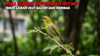 PANCINGAN PLECI NEMBAK ROLL ZIPPER WIT WIT WIT, BIKIN LAWAN EMOSI DAN IKUT NEMBAK BUKA PARUH