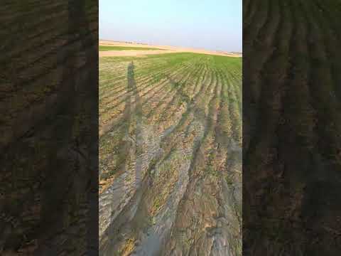 ١٠فدان للبيع علي بير اعماق اسمع الفيديو للاخر فيه كل التفاصيل الفرافرة