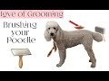 How to Brush your Poodle | Which Brushes and Combs to use on Poodles