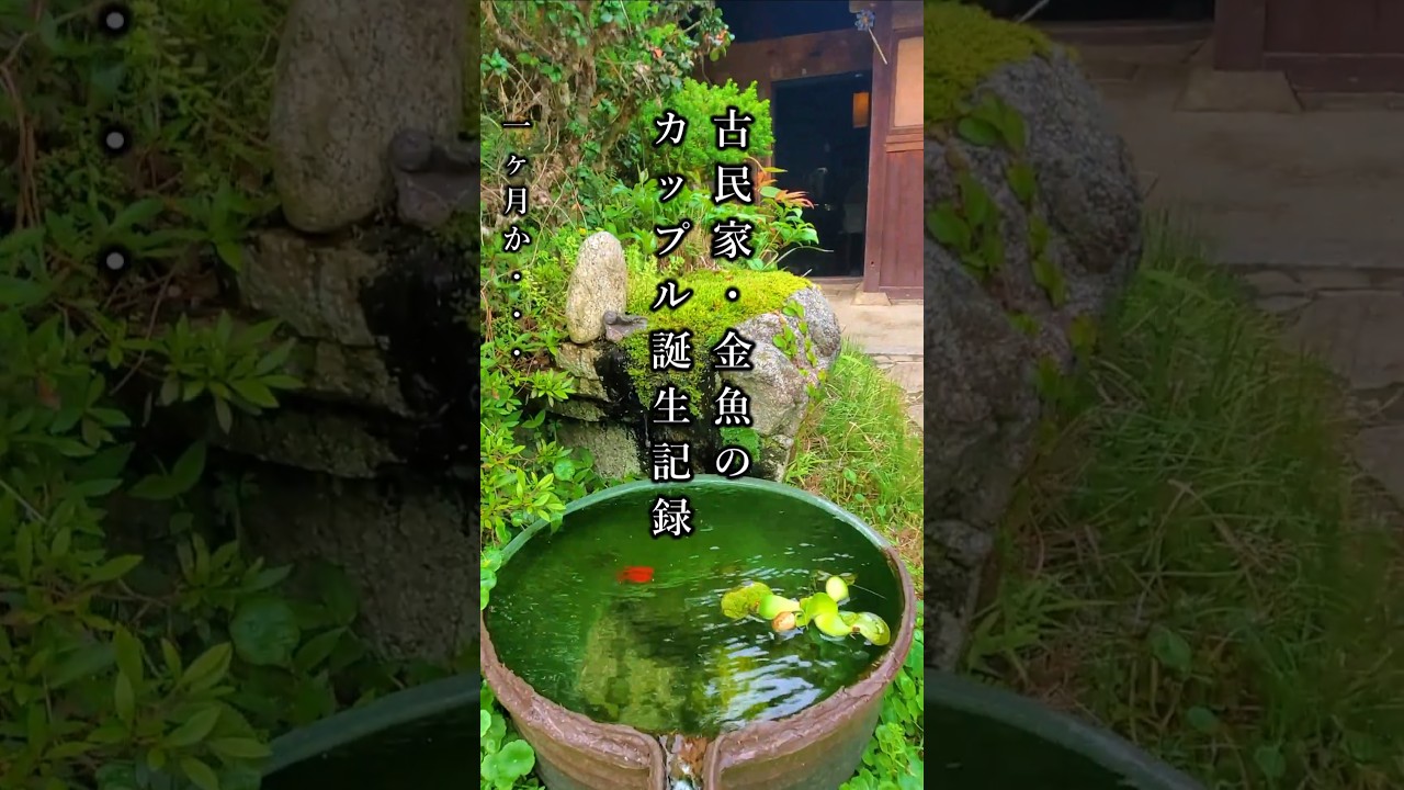 古民家・金魚のカップル誕生記録