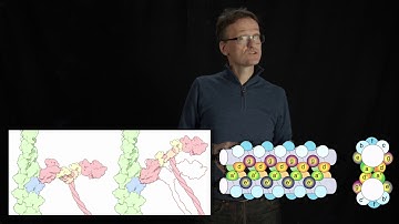 Lecture 07, concept 05: Coiled-coil helices form extended structures (e.g. myosin in muscles)