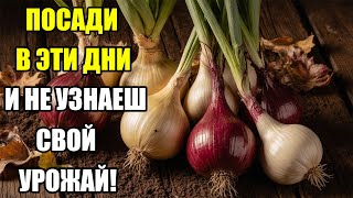 видео: Лучшие дни для посадки лука под зиму 2025 по лунному календарю картинка: Лучшие дни для посадки лука под зиму 2025 по лунному календарю