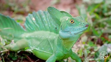 ايات من سورة فصلت ...  تلاوة برواية ورش...  للقارئ شريف السيود..ابوفارس