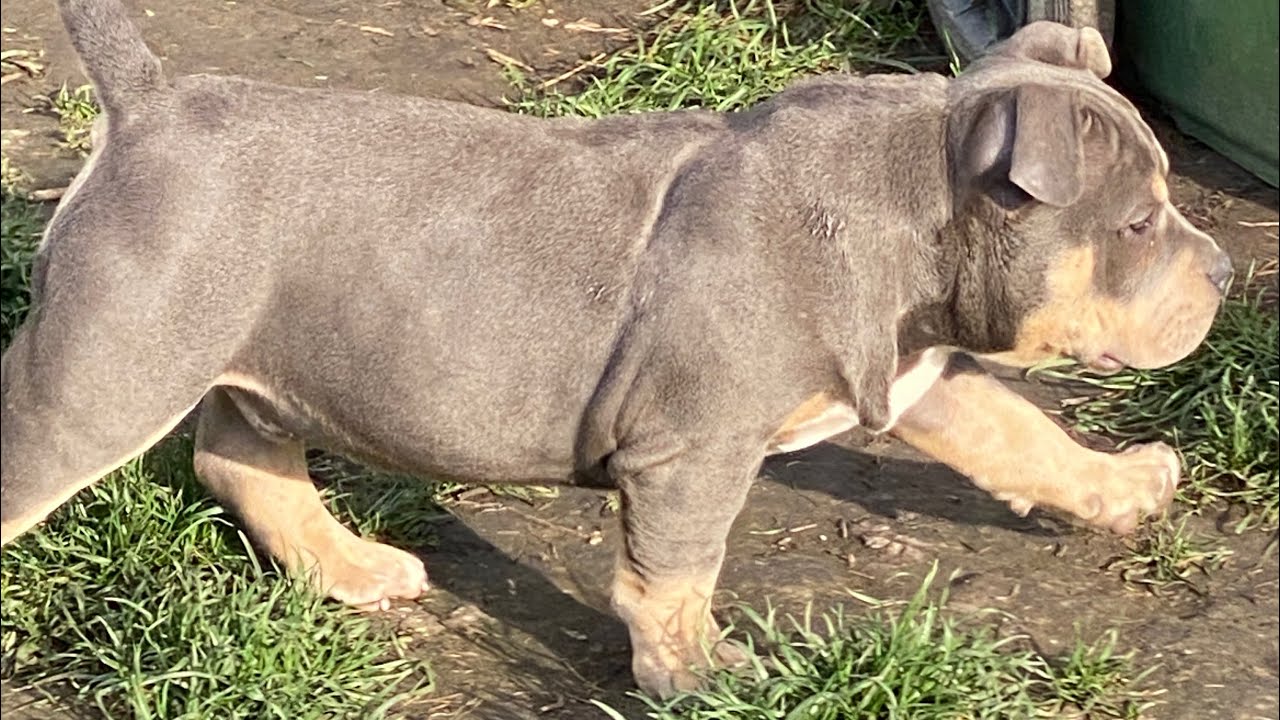LOOK AT THIS AWESOME POCKET BULLY TRICOLOR. GOLD STAR BULLY KENNEL ROMANIA ! Follow 