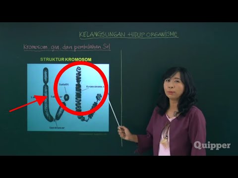 kromosom,-gen,-dan-pembelahan-sel---biologi-kelas-11-|-quipper-video