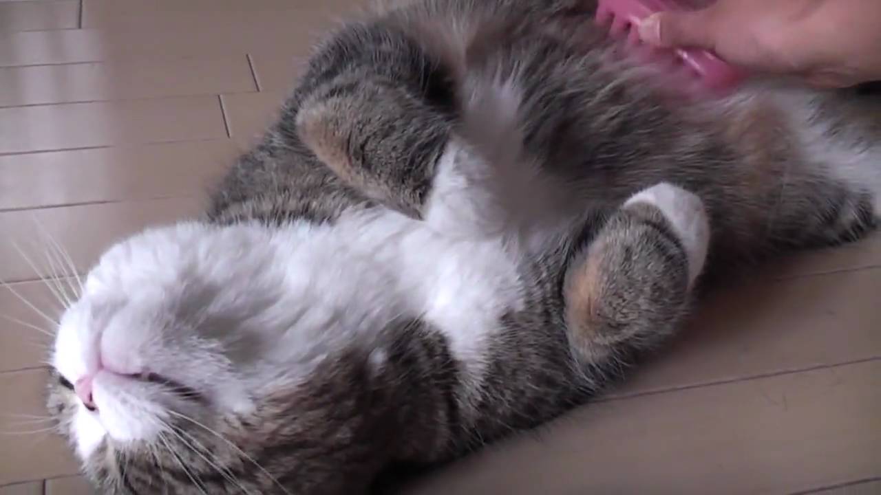 猫藓 ブラッシングされるねこ２。-Brushing and Maru 2.-