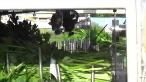 Sroka Herb Binding with Label in the Field