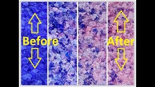Silica Gel VS Water Live Experiment | Experiment Factory