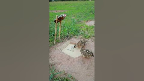 Technique Bird Trap easy - Quail Trap #shorts #simple Bird Trap