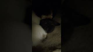 Kings and Queens good morning! Here is a little surprise update!