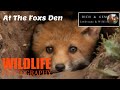 At The Foxes Den | Rich And Gem Wildlife Photography