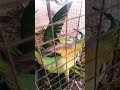 bacchon ka pyara parrot 🦜🦜🦜#cartoon #shots