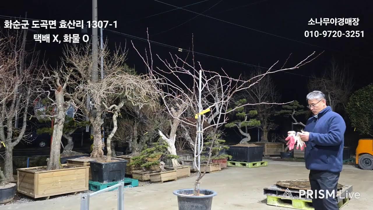 소나무야 경매장 26.3.3 라이브 방송