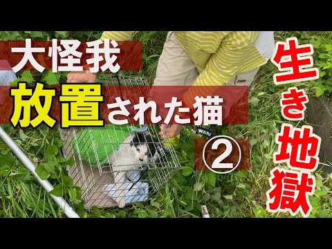 Top 14 猫 骨盤 骨折 自然 治癒 Thư Viện Hỏi đap