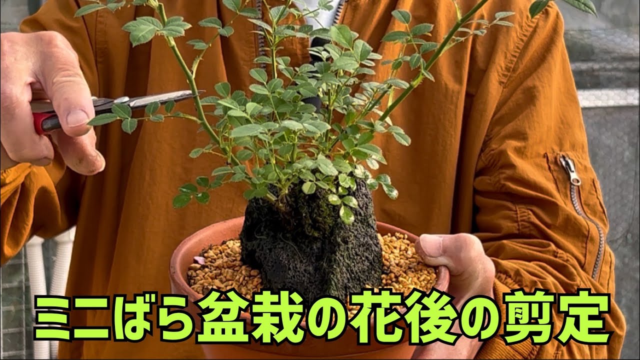ミニばら盆栽の花後の剪定
