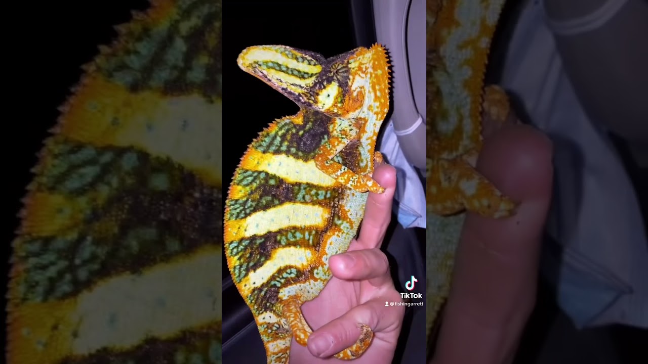 Invasive florida lizards￼￼￼