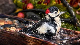 2 Days of Watching This Bird Spa... I Thought It Would Never Happen