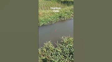 Mancing Uceng Joss Gandos #shorts