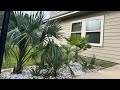 Early Winter Palm Garden Update! 🌴🧊