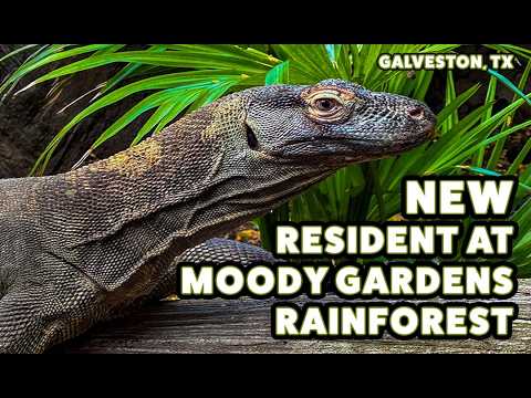 Behind the Pyramids | Episode 17: Diah the Komodo Dragon Arrives to Moody Gardens | Galveston, Texas