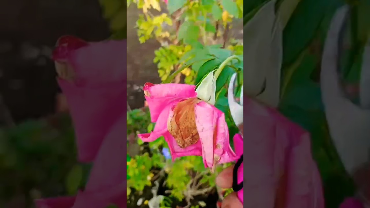 ✂️ Deadheading Tips | ज्यादा फूल कैसे पाएं? 