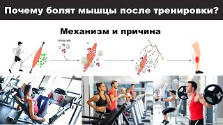 видео: Все о мышечной боли после тренировок! картинка: Все о мышечной боли после тренировок!