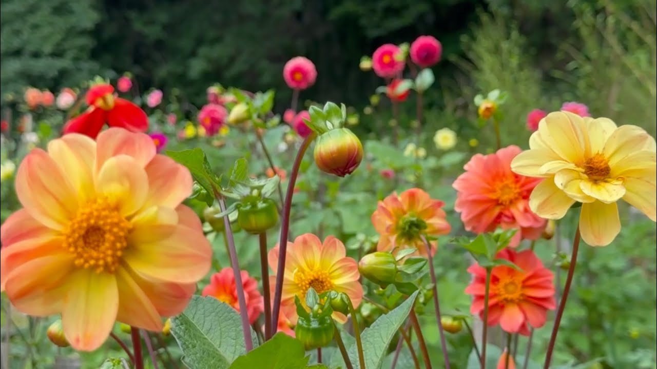 2025/06/18　撮り頃です！　梅雨入りとともに一気に咲き始めた瀬田ダリア園　その３　〜愛媛県八幡浜市〜