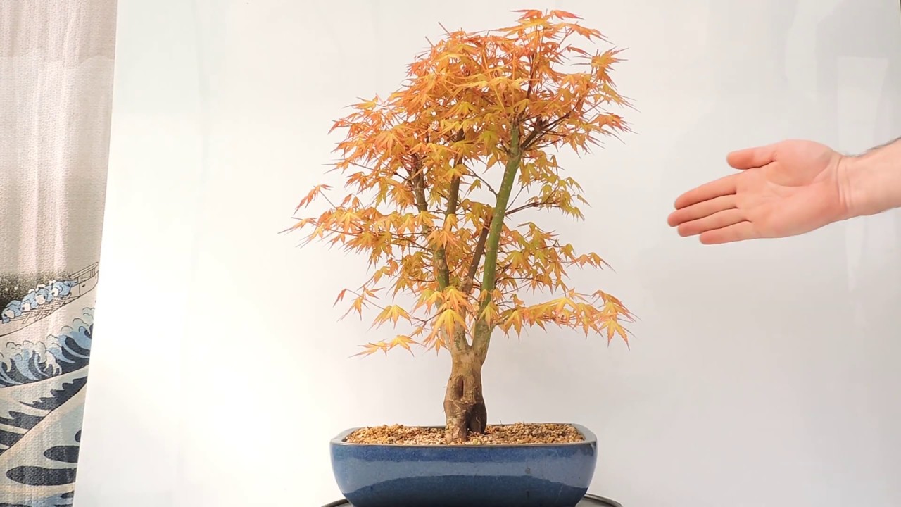Vdeo 360 Bonsai Acer Palmatum Katsura ref ACP142ks