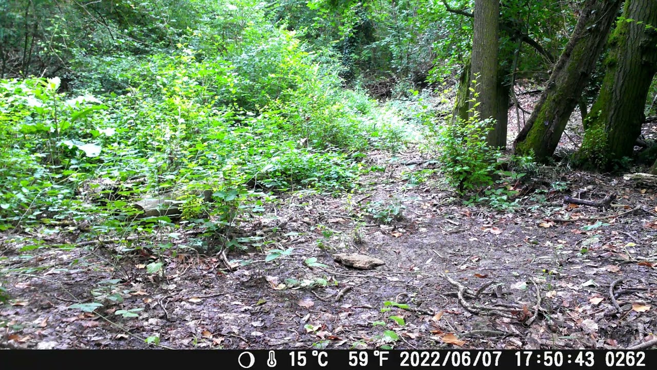 Test Fototrappola Action Bear 4K a 10 fps giorno/daylight