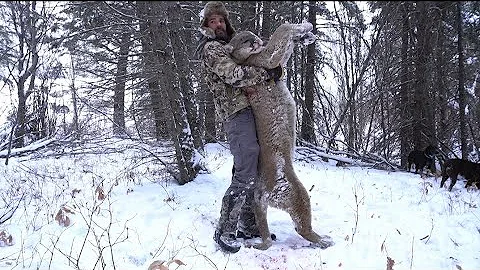 Mountain Lion Hunt 2025. #hounddogs #hunting #mountainlion