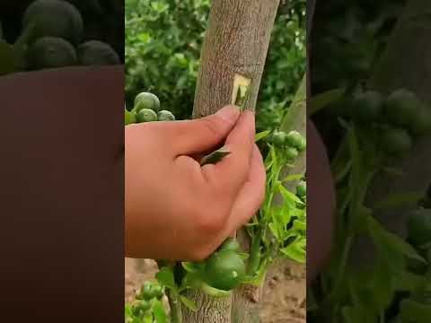Video kỹ thuật ghép cửa sổ cho cây ăn trái - youtube