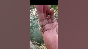 Câu cá bằng mồi Thạch Sùng#shorts #shortvideo #fishing #animals #foryou