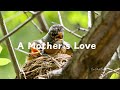 A Mother's Love: Robin's First Feeding Adventure #birds #nature #babybirds