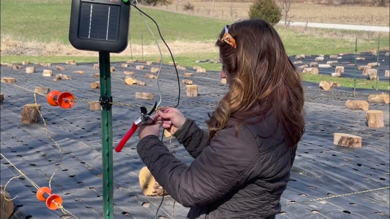 how-i-keep-deer-out-of-my-garden-quick-easy-cost-effective-3d-deer