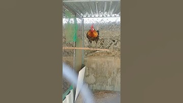 gà rừng f1 giộng thổ rền thả ờ, giọng gà mồi đang hot trên thị trường