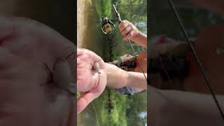 Голавлиная пора! Август, жара, тараканнинг.🔥🎣