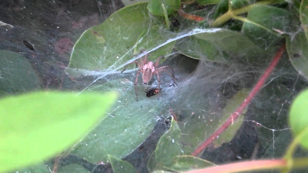 Araña comiendo moscas. Spider eat